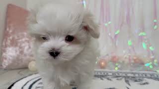 マルチーズの動画01