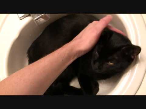 Bombay Cat Makes AWESOME Pet!