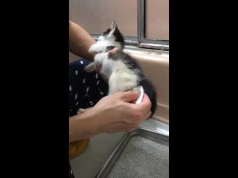 How to help kitten to pee & poop