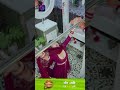 Dalchini New Show 16 December 2023 Shorts दालचीनी Dangal TV