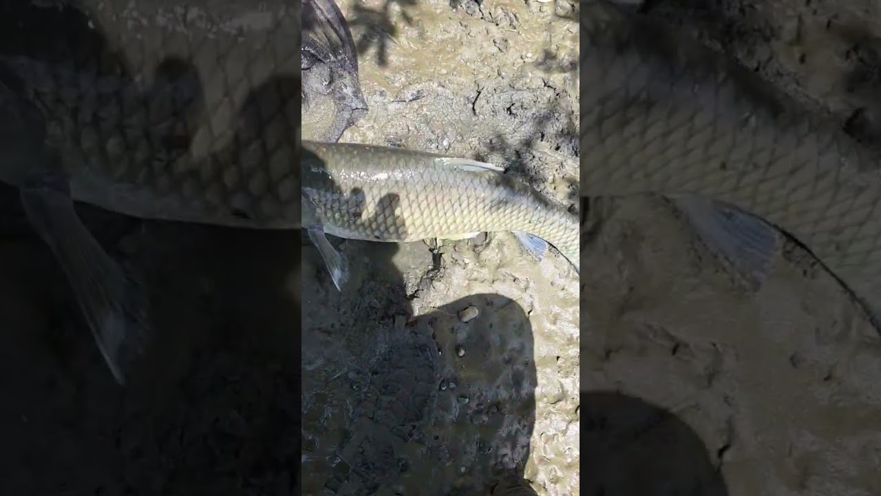 拔草 #鹽巴嚴選