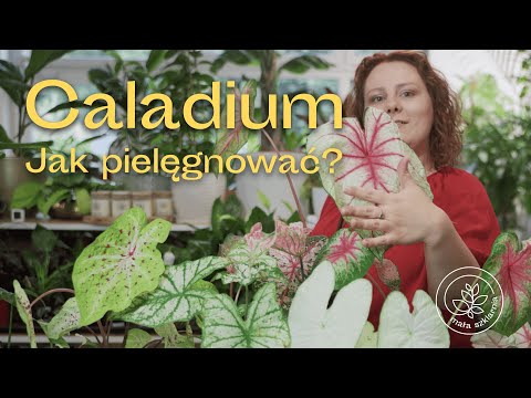 , title : 'CALADIUM - jak pielęgnować? Podlewanie i uprawa roślin dekoracyjnych - poradnik roślinny'