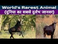 Sable Antelope World S Rarest Animal Sable Bull