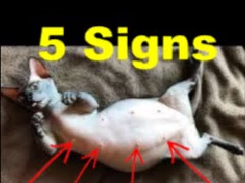 5 signs that you have a pregnant cat ( without going to the vet )