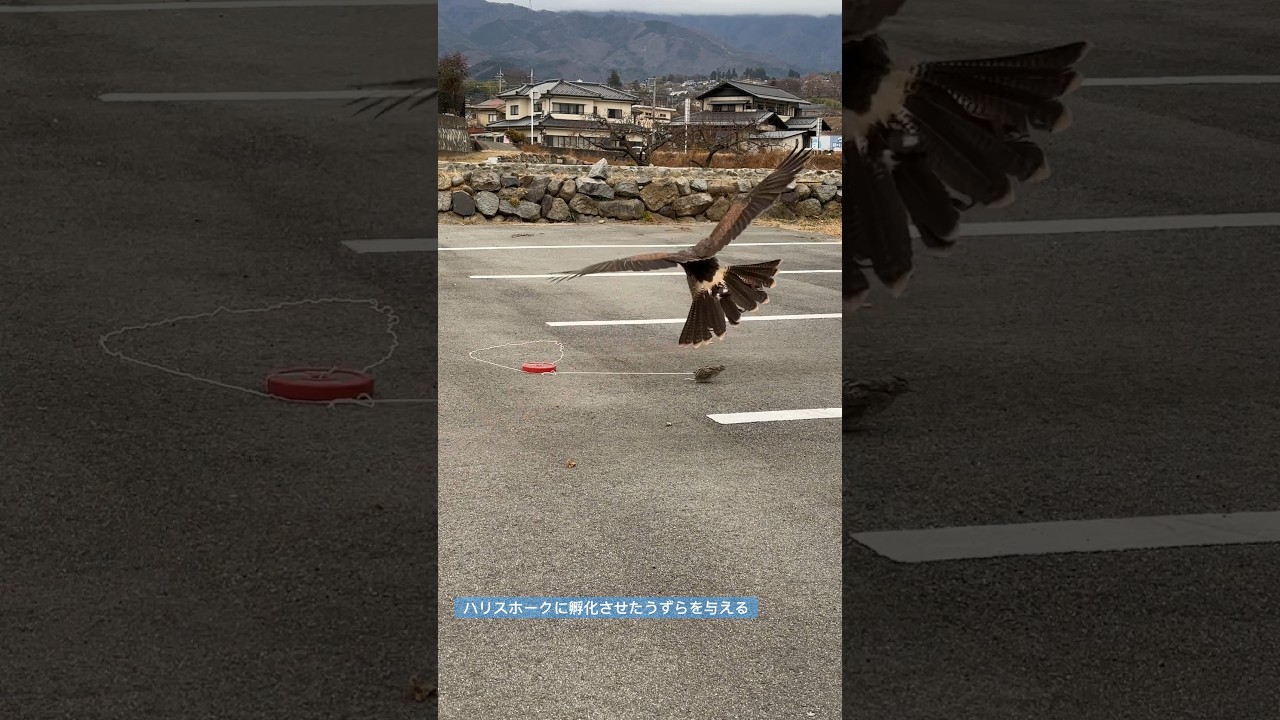 ハリスホークに活うずらを与える