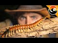 Can I Survive The World S Scariest Insect
