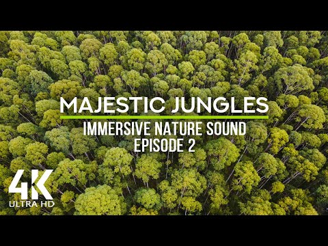 8 HRS Jungle Ambience - Immersive Nature Sounds of Tropical Forest & Wind - Episode 2