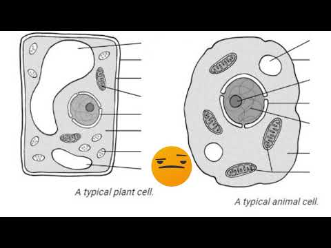 Grade 9 Natural Science Term 1 Topics Part 1
