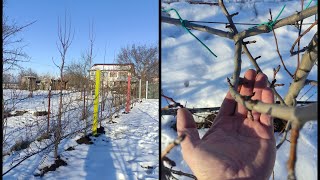 Tăierea pomilor pe spalier ,măr și păr formați palmeta cu brațe orizontale 🍎🍐🪚