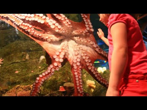 A Day After A Family Saved This Beached Octopus, It Returned And Gave Them An Astonishing Thank You Video