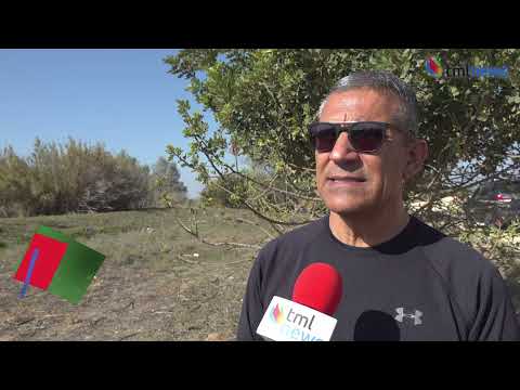 How KKL-JNF Plans To Save Israel’s Largest Planted Forest