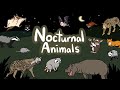 Nocturnal Animals | What kind of Animals are awake during the night? | Kids Draw