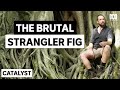 How the strangler fig tree got its name | Australia's Favourite Tree