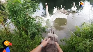 Swan Mom Attacks Man Rescuing Her Baby | The Dodo