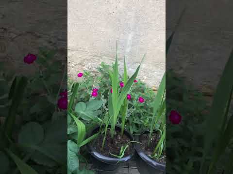 Radovi u hladnom maju