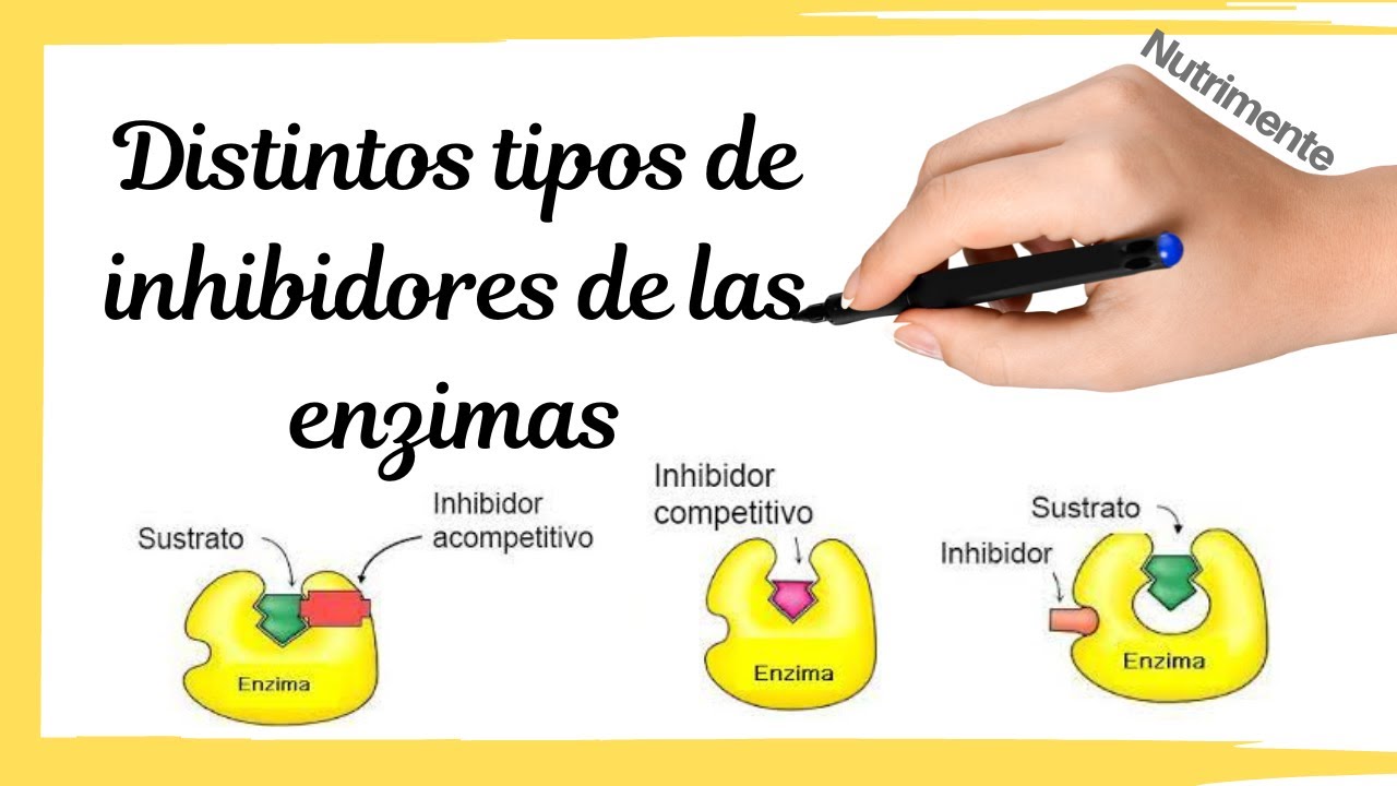 Tipos de INHIBIDORES de las ENZIMAS