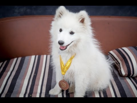Japanese Spitz Asian Spitz And Related Breeds Japan Dogs