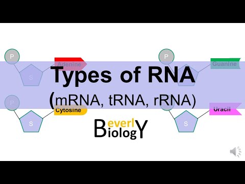Types of RNA: (mRNA, tRNA, rRNA)