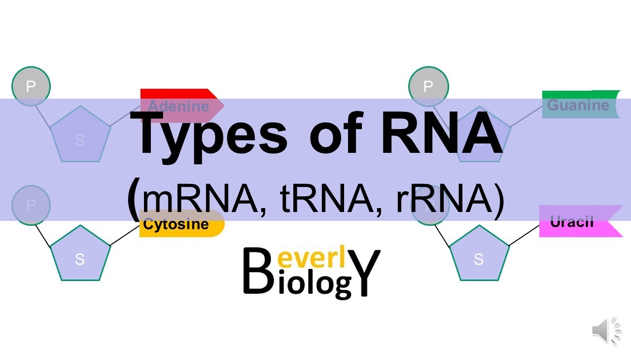 Types of RNA: (mRNA, tRNA, rRNA)