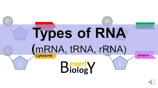 Types of RNA: (mRNA, tRNA, rRNA)