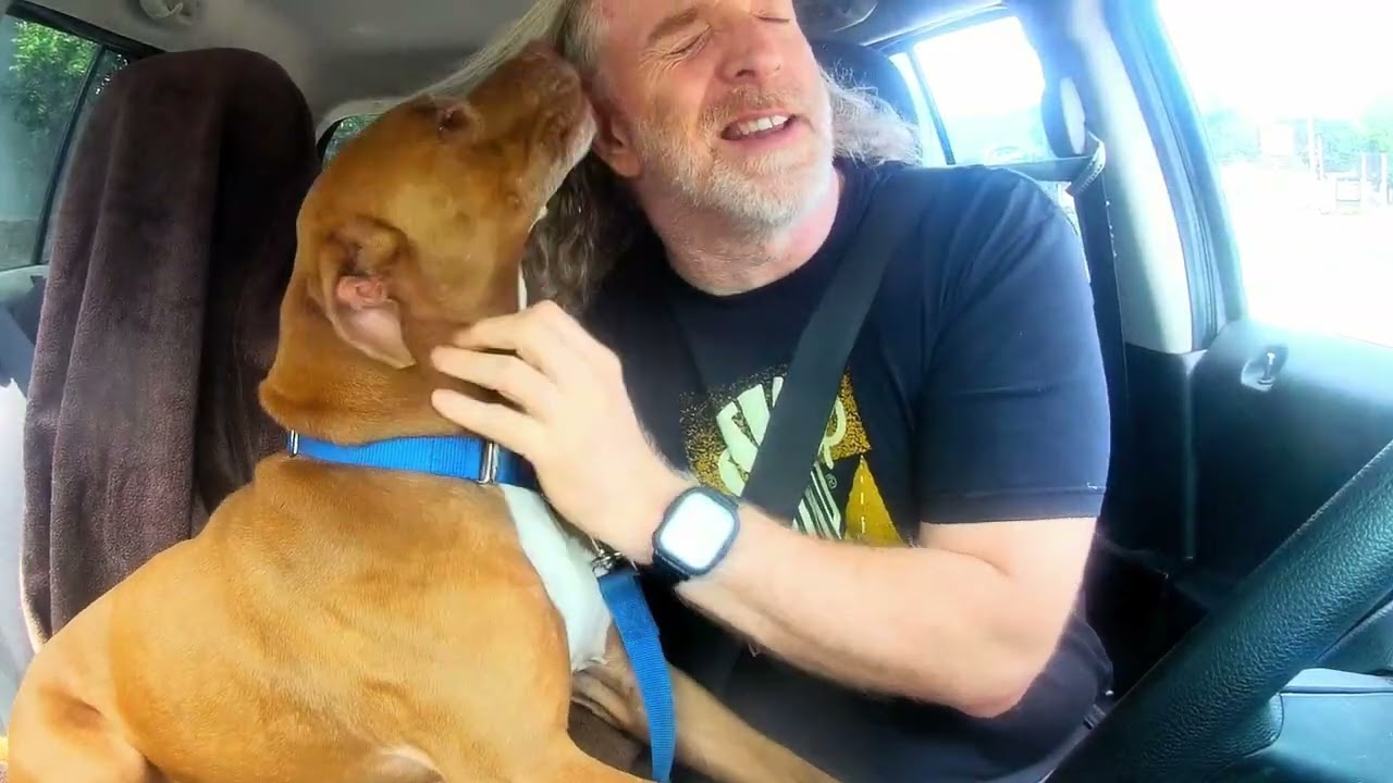 Diesel, a ADOPTABLE mixed breed in Quincy, MI video 4/4