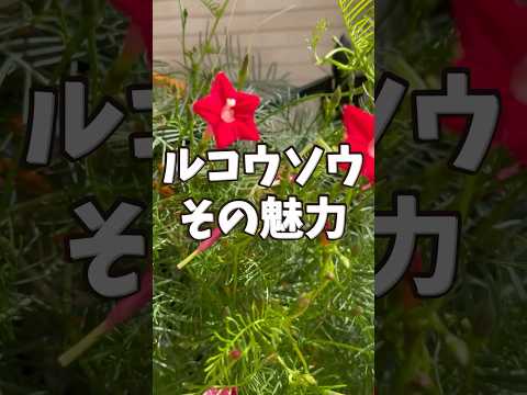 スローガーデニング、ケサコ？ 2023年、穏やかに楽しくガーデニングをするための「スローガーデニング」5原則  庭園