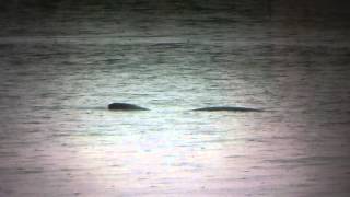 preview picture of video 'Nessie in der Nordsee / Seeungeheuer vor Egmond aan Zee 2012 / Loch Ness Sea Monster North Sea'