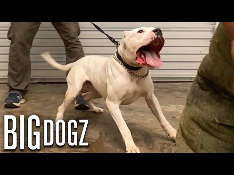 Dogo Argentinos - The Fearless 100lb Guard Dogs | BIG DOGZ
