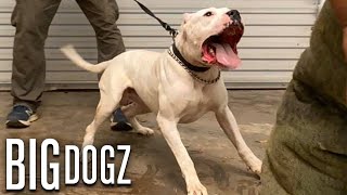 Dogo Argentinos - The Fearless 100lb Guard Dogs  B