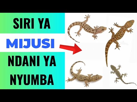 Hii ndio SIRI  ya MIJUSI Ndani ya NYUMBA | kamwe USIPUUZE