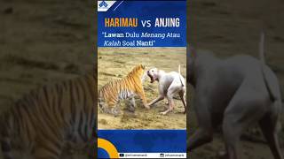 Download lagu Anjing Vs harimau | Duel adu gengsi demi harga diri #harimau #anjing #fakta  #duel #anjing #viral mp3