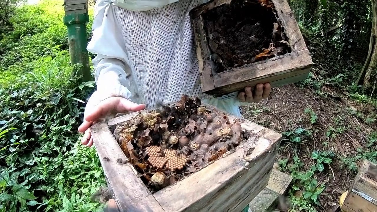 Multiplicação de Mandaguari (abelha sem ferrão) - Por Sheina Koffler
