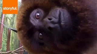 Howler Monkey Puts Mouth All Over Camera  (Storyful, Wild Animals)