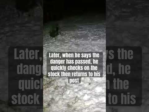 Kronk The Sarplaninac Working Hard on Night Watch ! #sarplaninac #livestockguardiandog #workingdog