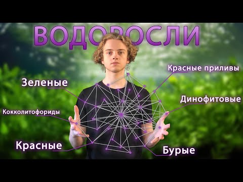 Системно о Водорослях | Альгология для всех