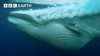 הרגעים המדהימים ביותר של הטבע - מסופר על ידי דיוויד אטנבורו | BBC Earth