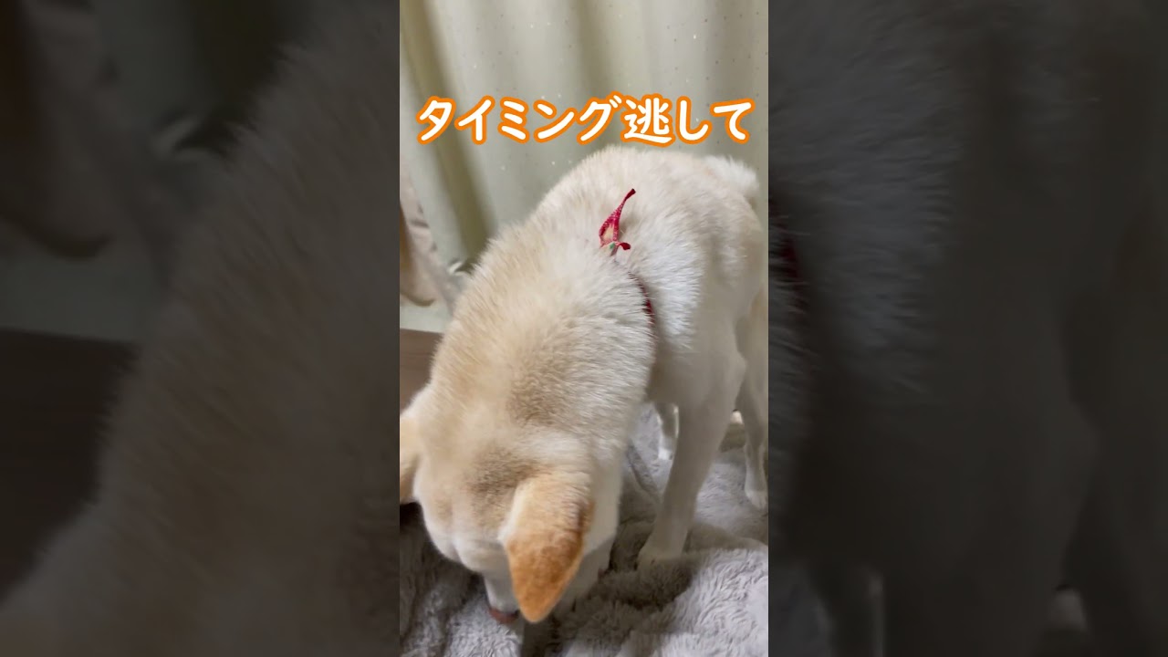 タイミングを逃して甘えられなかった柴犬はこうなりました(笑)＃shorts