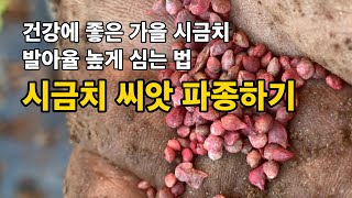 건강에 좋은 가을 시금치 파종 / 들깨와 가지 걷어낸 자리에 시금치 파종하기 / 발아율 높게 심는 방법