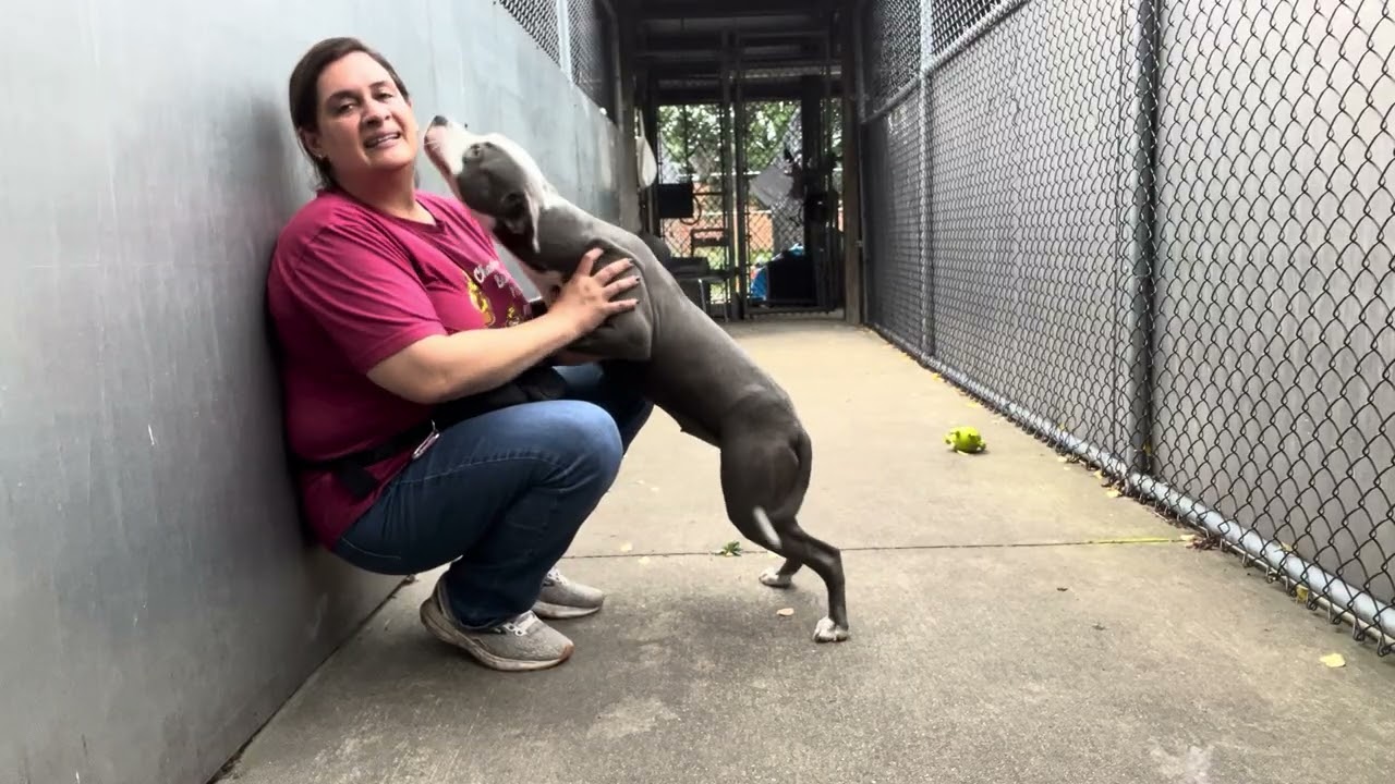 Enlarge Essie, a Adoptable Pit Bull Terrier in Chicago, IL video 5/5