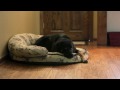Dog Gone Berries Shari S Berries