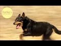 Burke S Backyard Working Kelpie Road Test