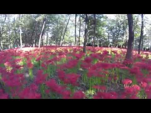巾着田曼珠沙華公園