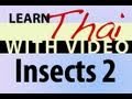 Learn Thai with Video - Insects 2