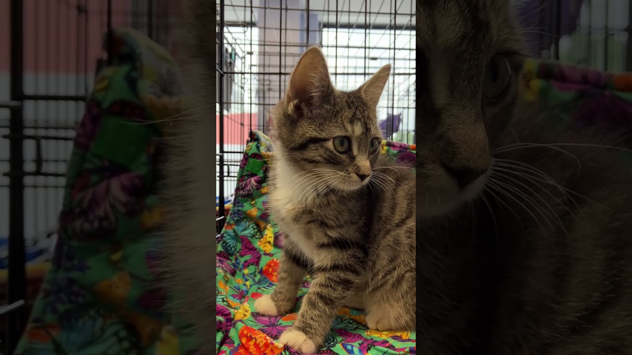 Enlarge Vashti, an adopted mixed breed in Brooklyn, NY video 2/3