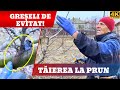 Tăierea Corectă A Prunului De Ce Să NU Lași Cepi