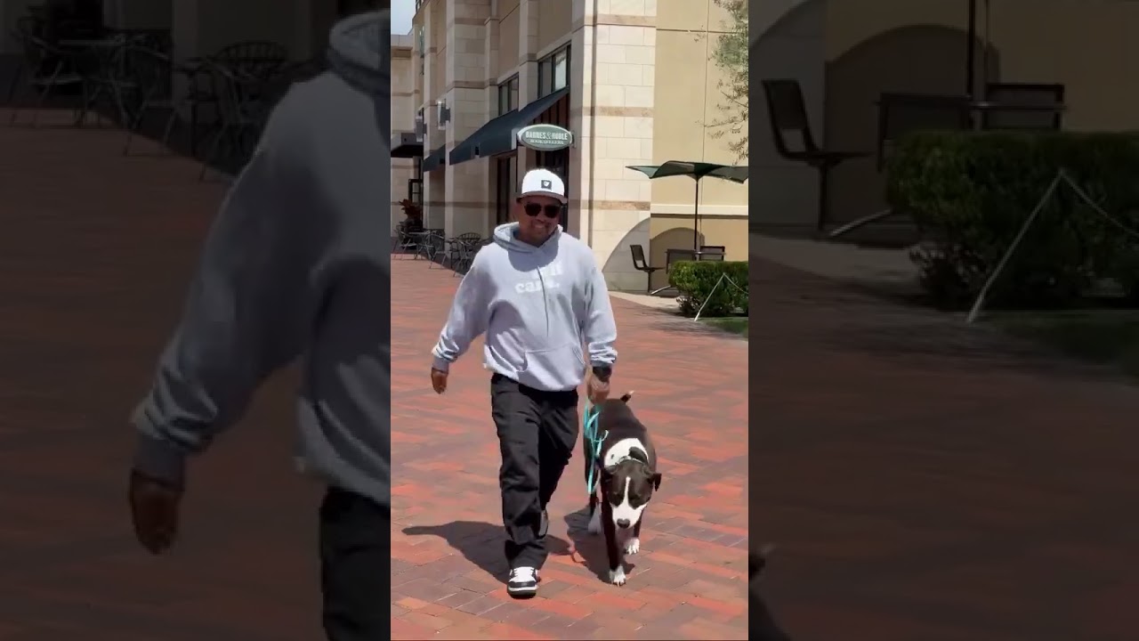 Aries, a ADOPTABLE mixed breed in San Francisco, CA video 2/2
