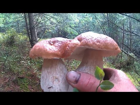 Фотографії Білих Грибів Сезону 2018 Photos of the White Mushrooms of the Season 2018