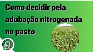 A decisão de adubar o pasto com nitrogênio