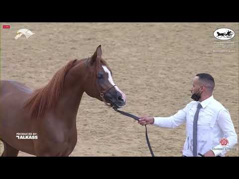 N.187 AMEER AL QIMMA - 9th Qatar National AHS for Individual Owners - Colts 3 Years Old (Class 6...
