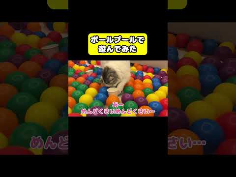 ボールプールで遊んでみた　#猫 #おもしろ #アテレコ #ニャンチューバーつくし